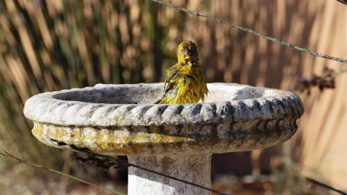 langebaan yellow and black bird on gray concrete round fountain during daytime south africa